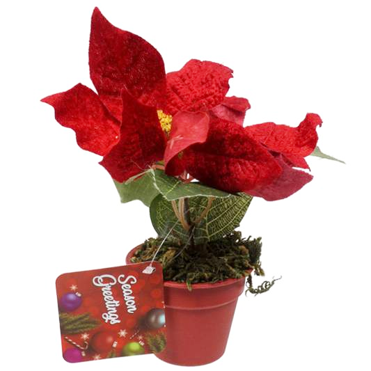 Red Poinsettia Plant 7" Red Pot
